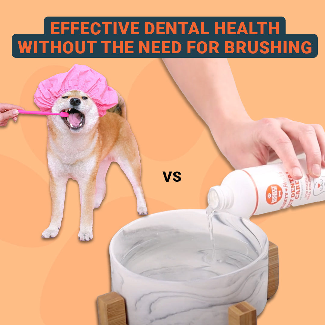 Dental Care (US)
