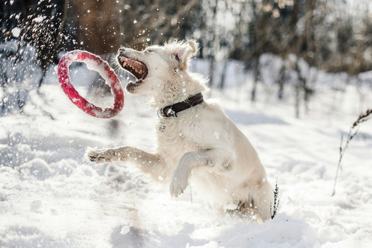 Dental Sticks vs Floss: Which is Better For Your Dog?