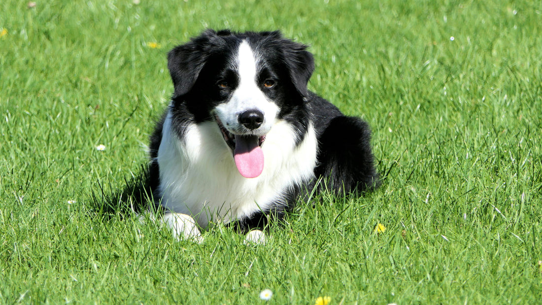 How Long Should a Dog Chew on a Collagen Stick