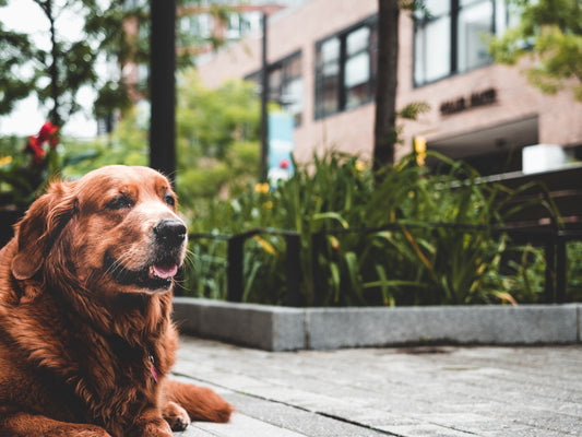 Best Dog Probiotics in Australia