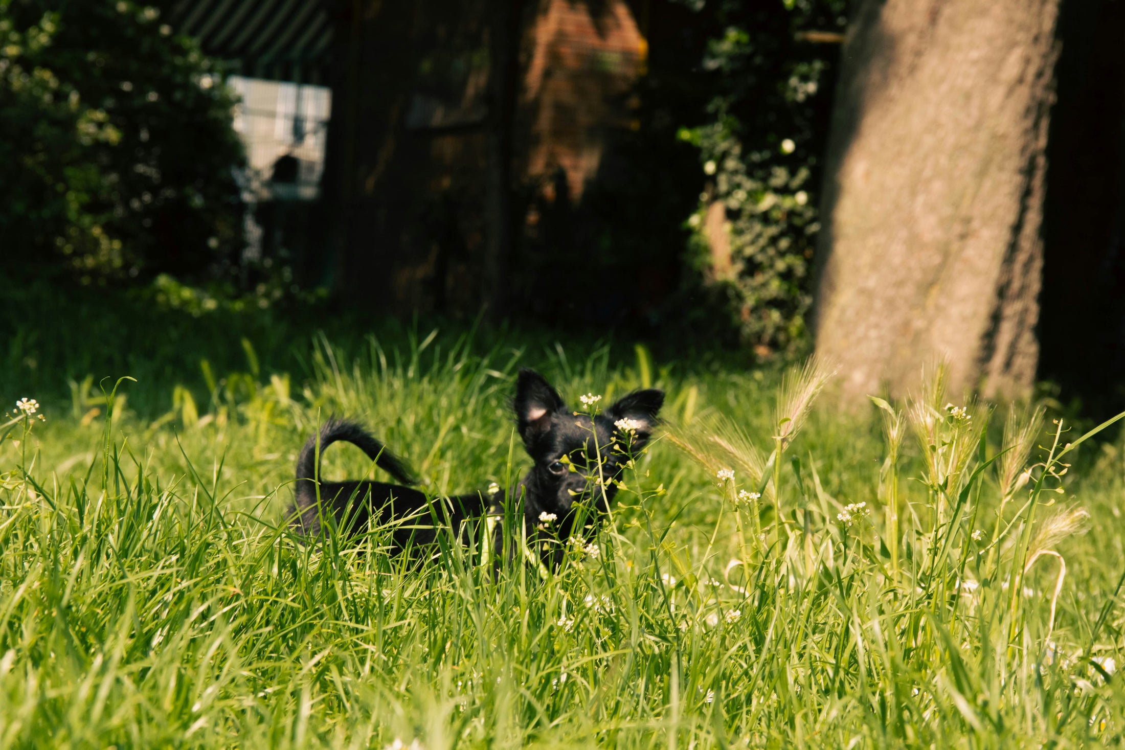 Hip Dysplasia Dog Treatment How to Treat Dog Hip Dysplasia at Home