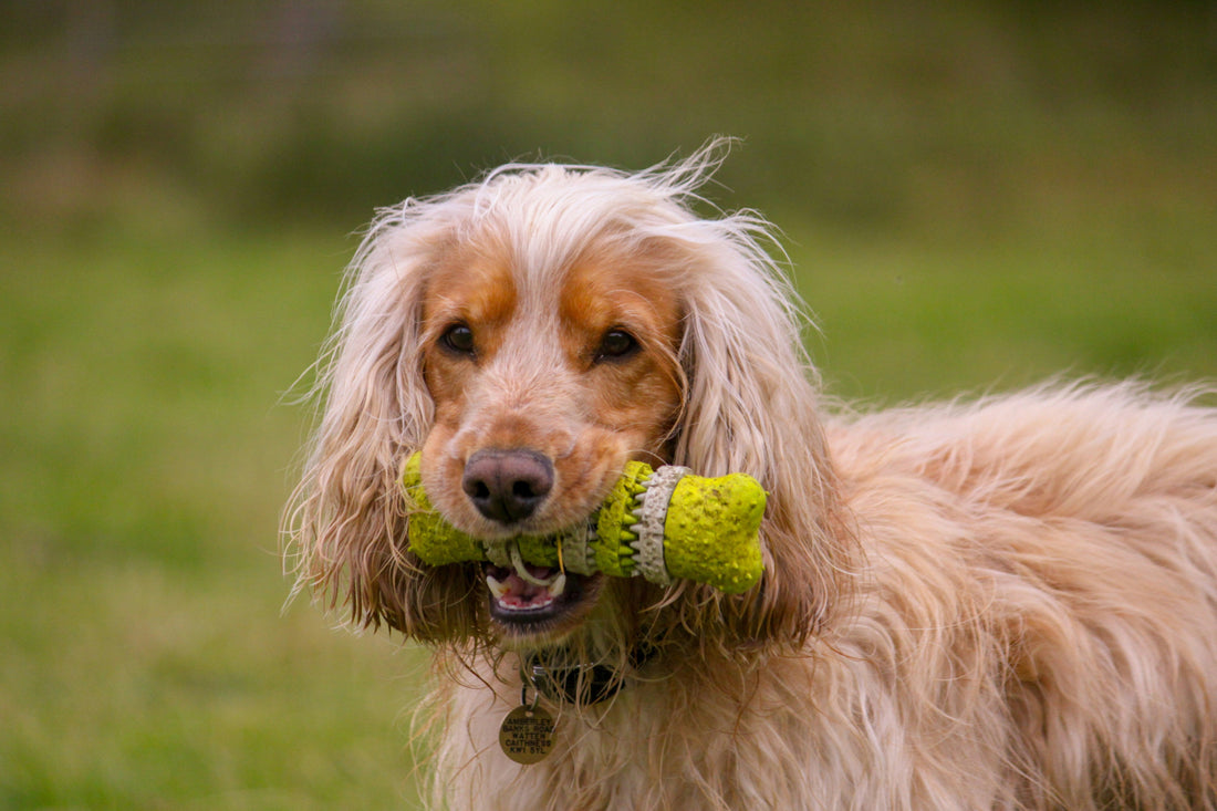Greenies Alternative: What is a Healthy Alternative to Greenies for Dogs?