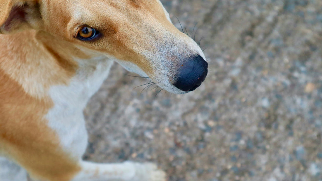 Brushing Dog’s Teeth vs Dental Chews