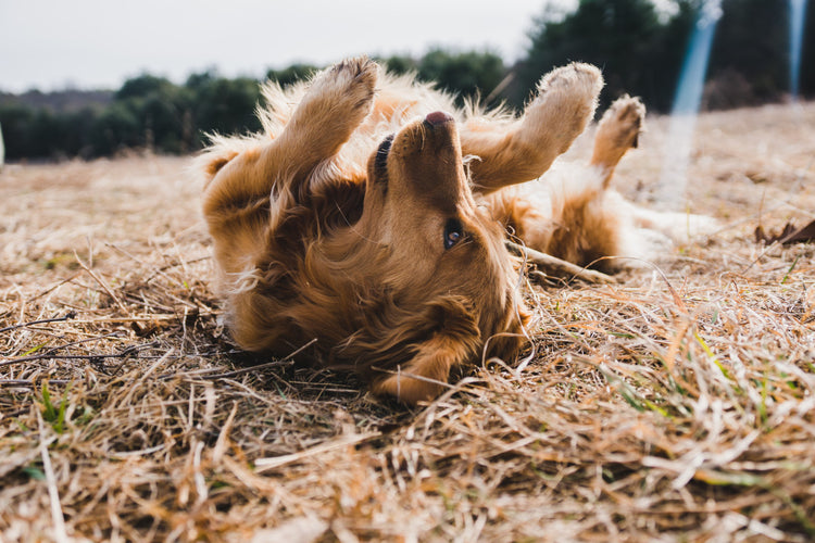 How to Improve Dog Joint Health Help Your Pup Live Happier and Longer