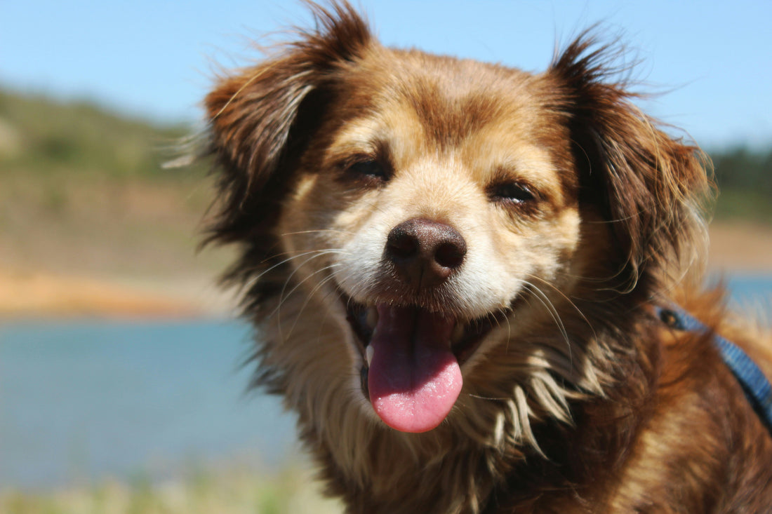 When Can You Give Puppies Dental Sticks?