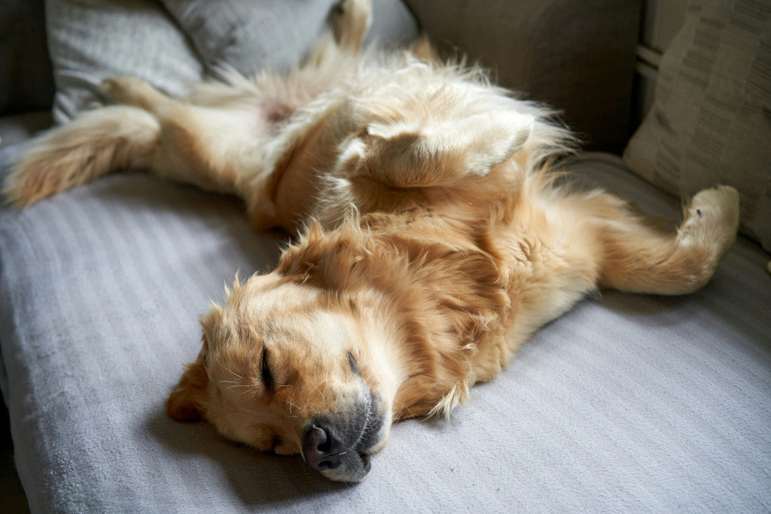 do probiotics help dogs with allergies