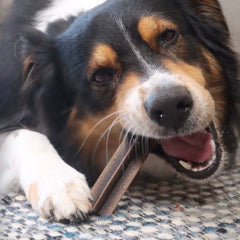 Dental Sticks (US)