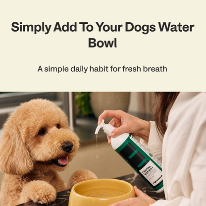 Dental Water+